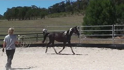 SP Kandoo Magic