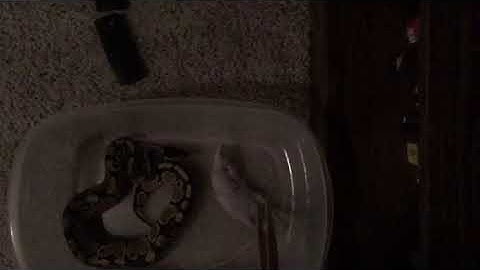 Feeding my ball python in slow motion!