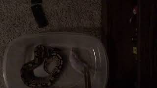 Feeding my ball python in slow motion!