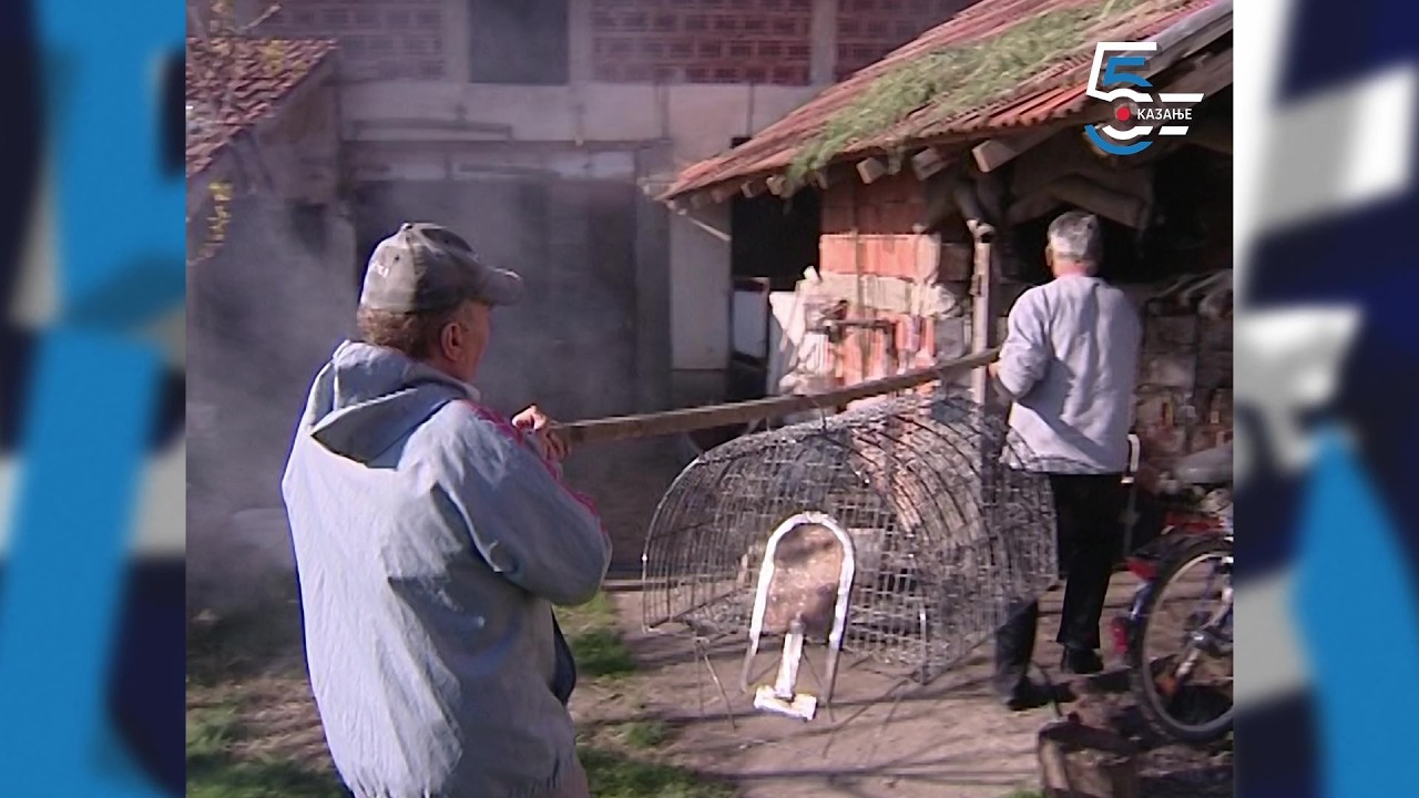 Hvataljka za tvora - šta uraditi kada tvor krade piliće iz dvorišta