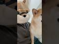 柴犬が柴犬を撫でる #柴犬