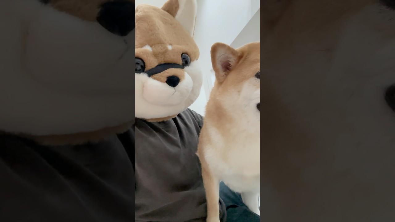 柴犬が柴犬を撫でる #柴犬