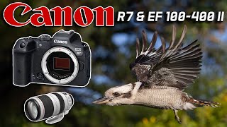 Canon R7 & EF 100-400 II Bird Compilation & Exposure Settings