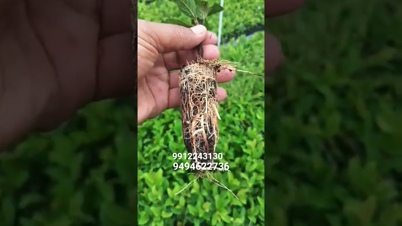 Allahabad safeda Guva plants 