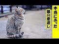 不思議 心温まる話・本当にあった猫の恩返し・招き猫ちゃんねる