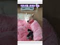 겨울이 리즈시절 '코'자는모습 #강아지 #애견영상 #동물농장강아지 #cutedog #시바이누 #강아지일상 #강아지브이로그 #자는강아지 #새끼강아지 #리즈시절 #아기