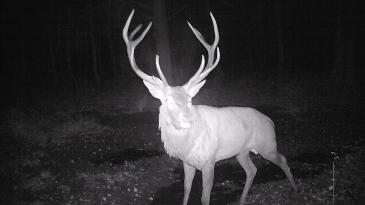 Ryk jelenia /Red stag call