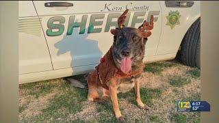 Undercover K9 wishes Kern happy ‘howlidays’