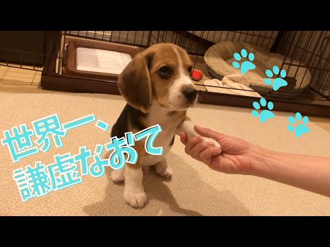 【ビーグル🐶セブ】世界一謙虚なおて【子犬のしつけ】