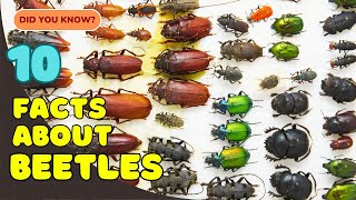 10 Incredible Facts About Beetles You Didn’t Know! 🪲
