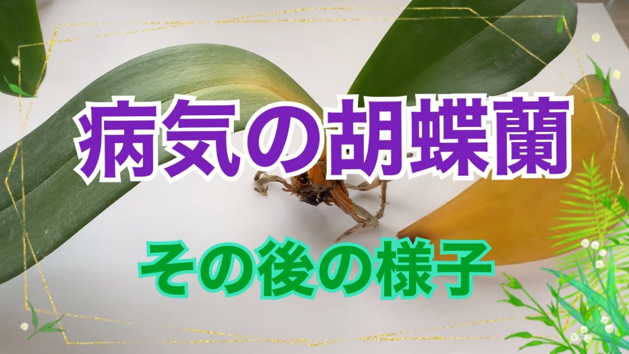 【胡蝶蘭】フザリュウム祭りで残った２株の様子