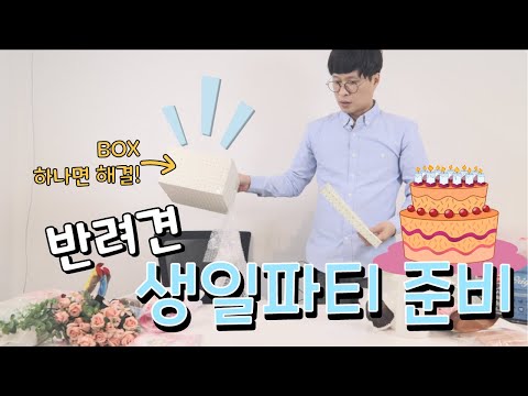 강아지 생일파티 준비! 박스 하나면 끝!! [애모TV]