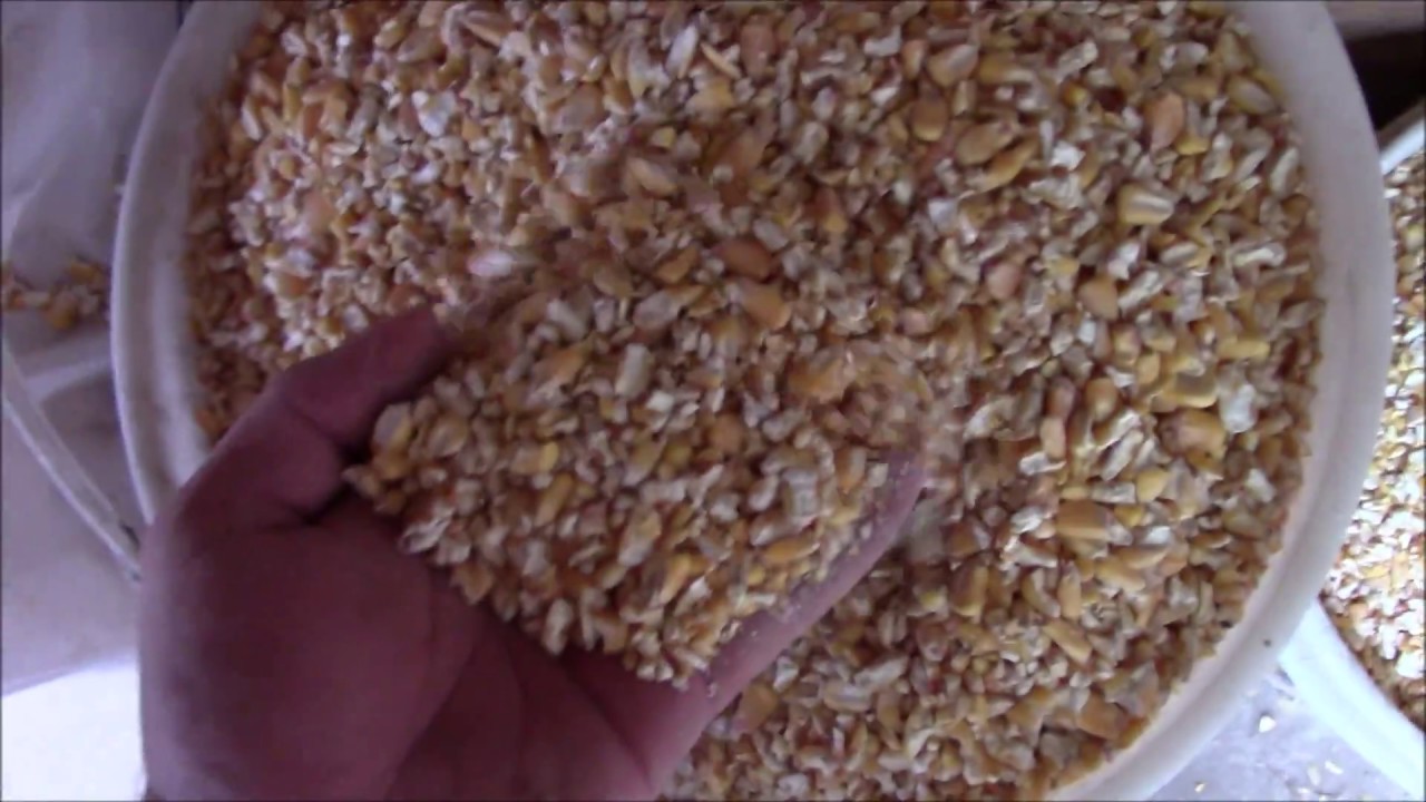 How to cut your backyard chicken feed cost by Nearly half - YouTube