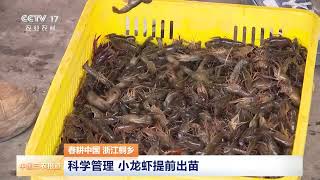 [中国三农报道]春耕中国 浙江桐乡 科学管理 小龙虾提前出苗 | 农业致富经 Agriculture And Farming