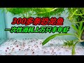 300多條六角恐龍魚,一次性吃掉上萬只豐年蝦,吃飽後變成了紅色