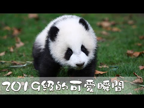 《當熊不讓》2019级的可爱瞬间 | iPanda熊猫频道