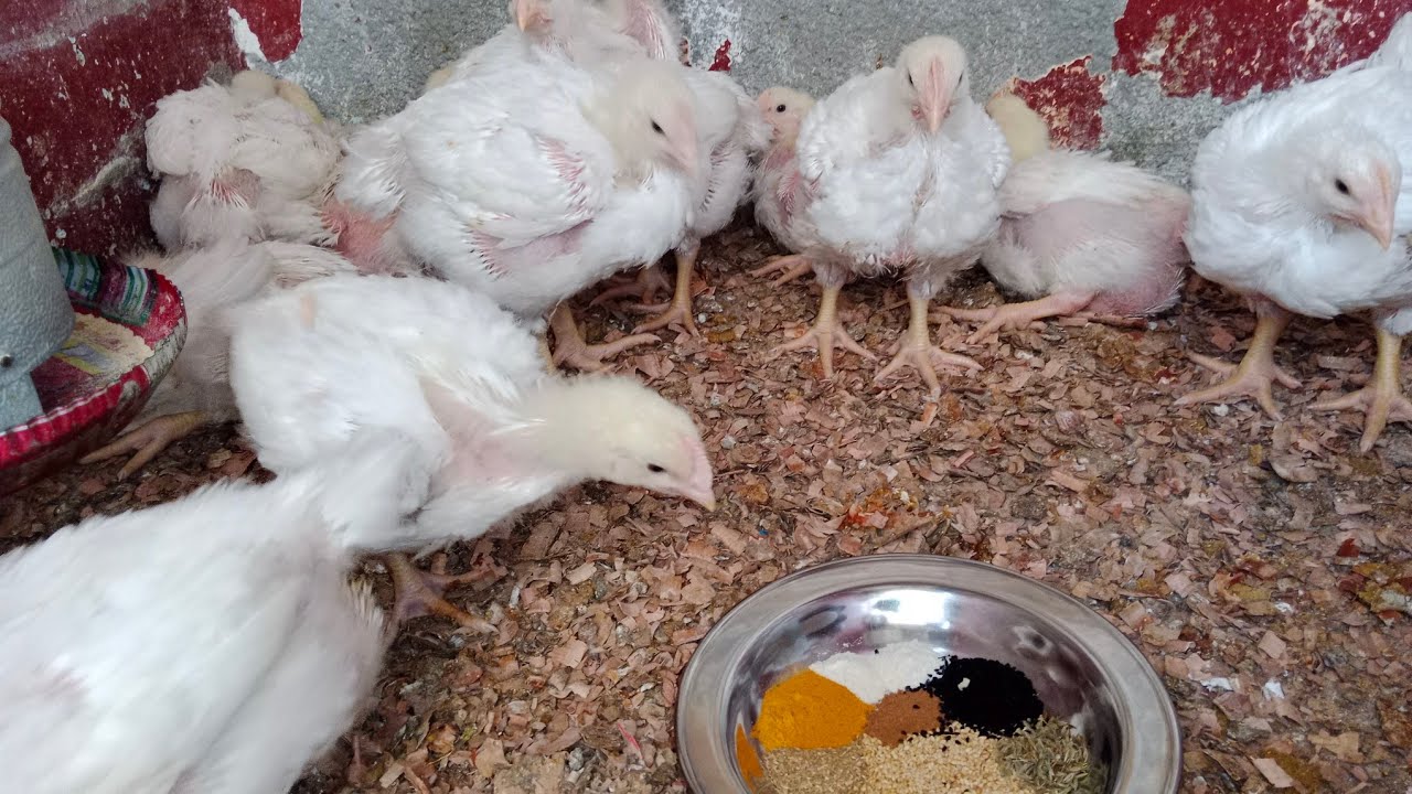 ٢٥ يوم عمر الفرخ وخلطات لتحويل اللحم  🐓 عدينا مرحلة صعبة معاهم والجاي احسن توفيق من الله ☝️💪