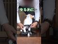 ハーネスの付け方が分からない父が心配過ぎる猫 #元野良猫チャチャ #猫武将 #ネコ #ねこ #cat #猫 #チャチャ