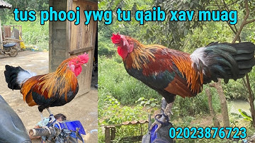 Saib tus no seb pua muaj neeg pab nyiam os xav muab tso tawm nawb