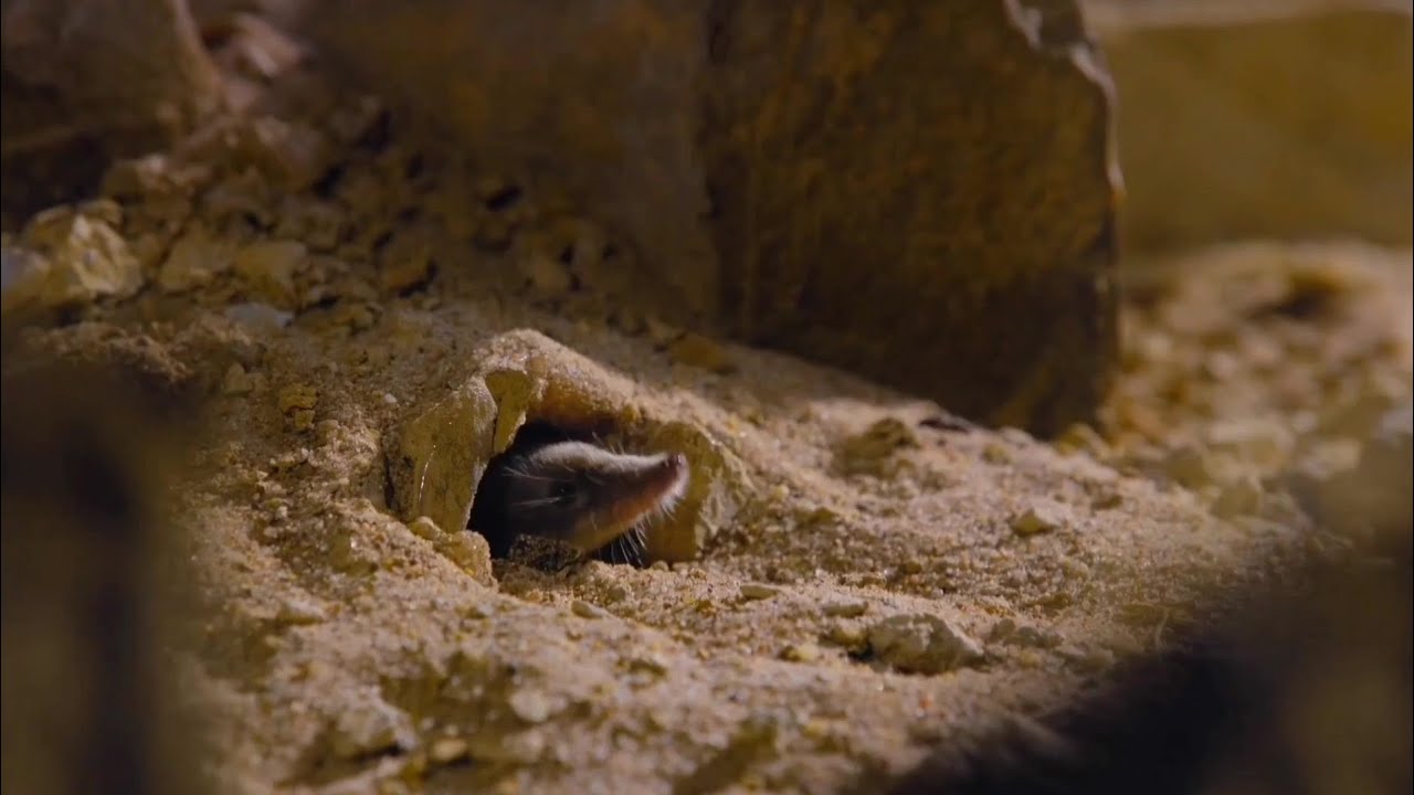 La Vita sul Nostro Pianeta [2023] - Cimexomys Screen Time Ita