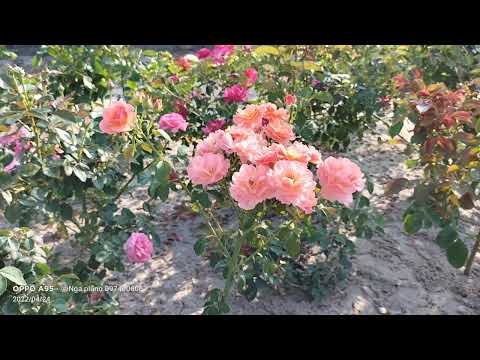 kaorikazari rose