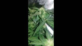 Indoor grow! First time DWC Grow! Autoflowers.
