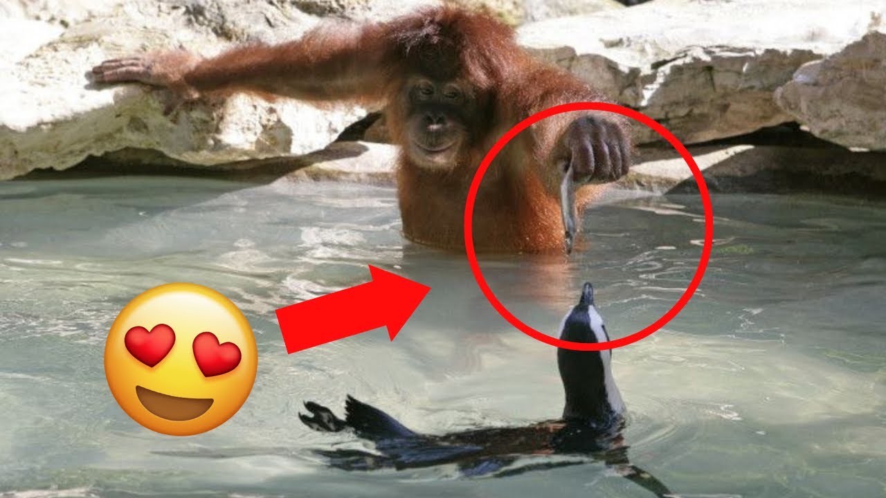 Unforgettable Acts of Animal Kindness!