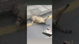 Boşvermişim Dünyaya💕❣💕 Resimi