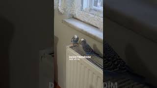 Harika Edit5000 Abone Olalım