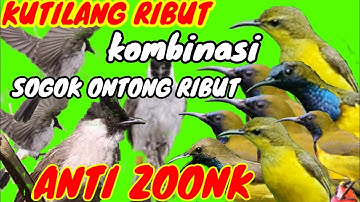 suara pikat kutilang ribut kombinasi edan sogok ontong ribut menjerit kejepit durasi panjang