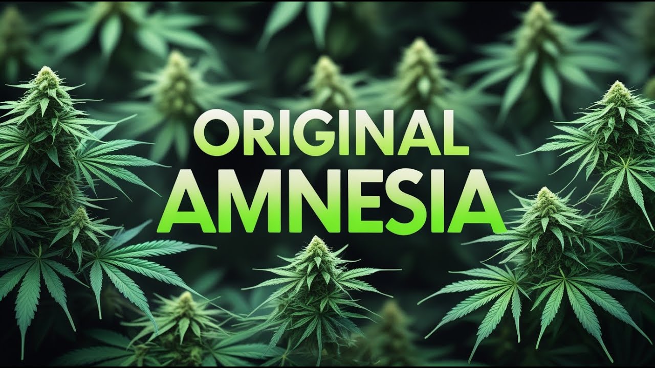 Original Amnesia feminized marijuana bud by Dinafem Seeds in 4k