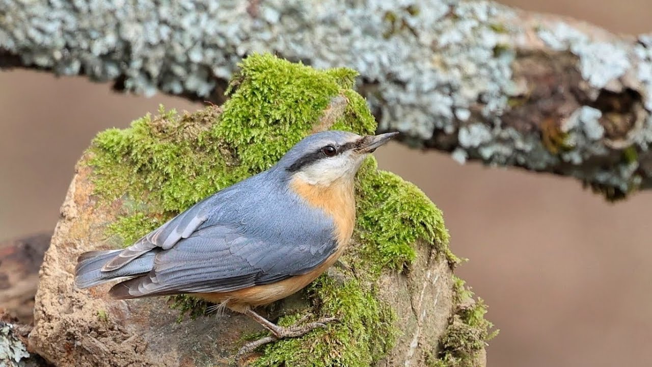 Sıvacı  / Eurasian Nuthatch / Sitta europaea
