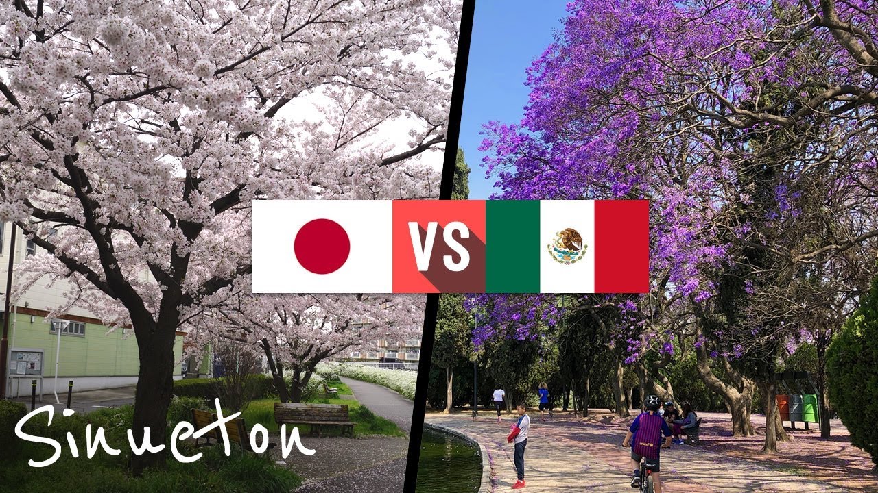 JACARANDA VS SAKURA ¿Qué tan similares son? - Sinueton - YouTube