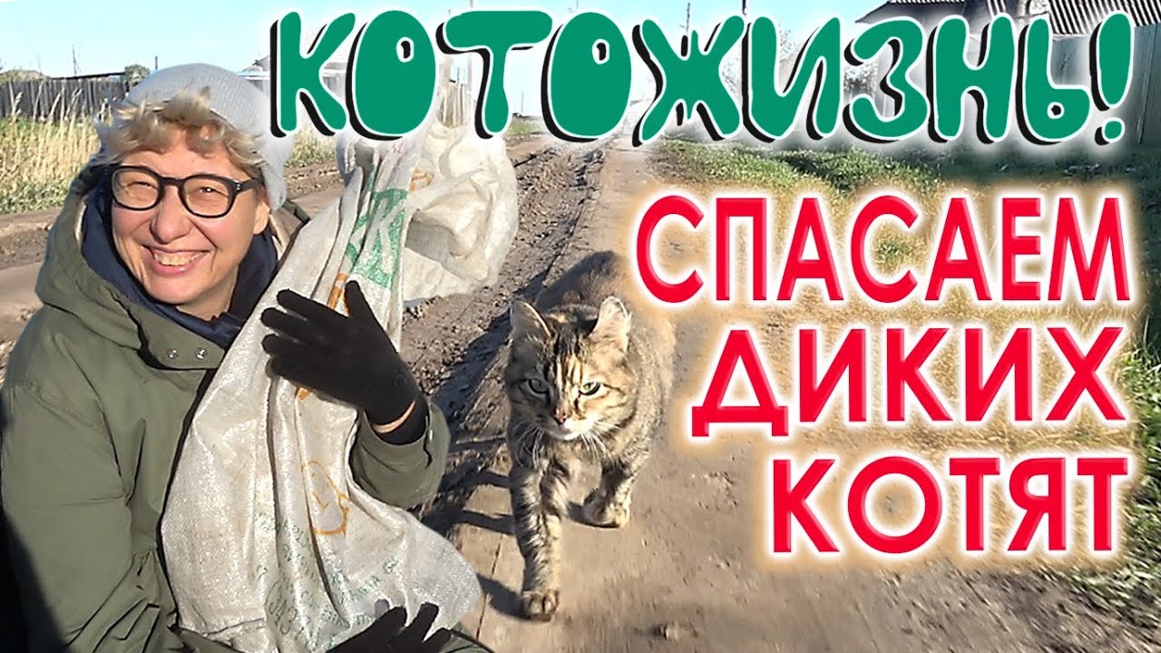 Как быстрее приручить дикого котенка. Как быстрее приручить дикого котенка