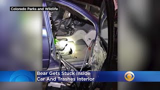 Photos: Bear Gets Stuck Inside Car, Trashes Interior