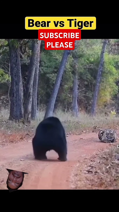 TIGER 🆚 BEAR || BEAR Attack ON LION @coo9934 @IRSHITAJB #tigerfight #cat #animals #bear