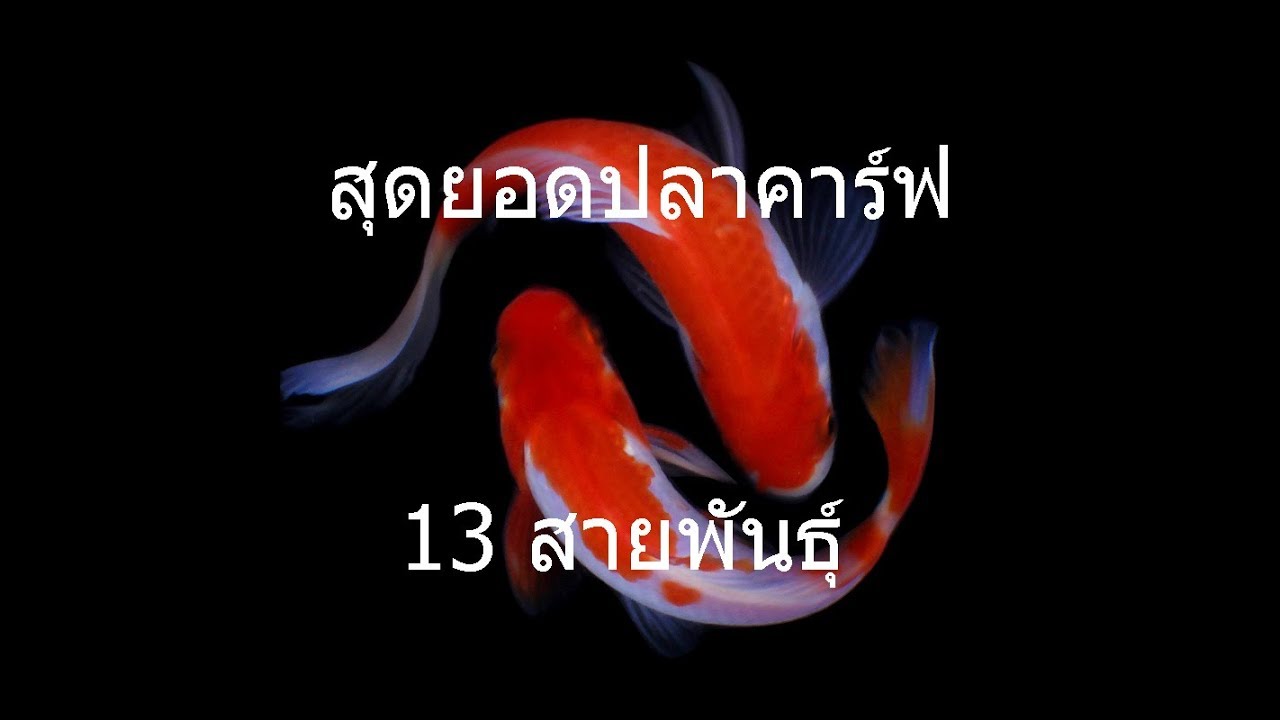 ปลาคาร์ฟ 13 สายพันธุ์ ยอดนิยม