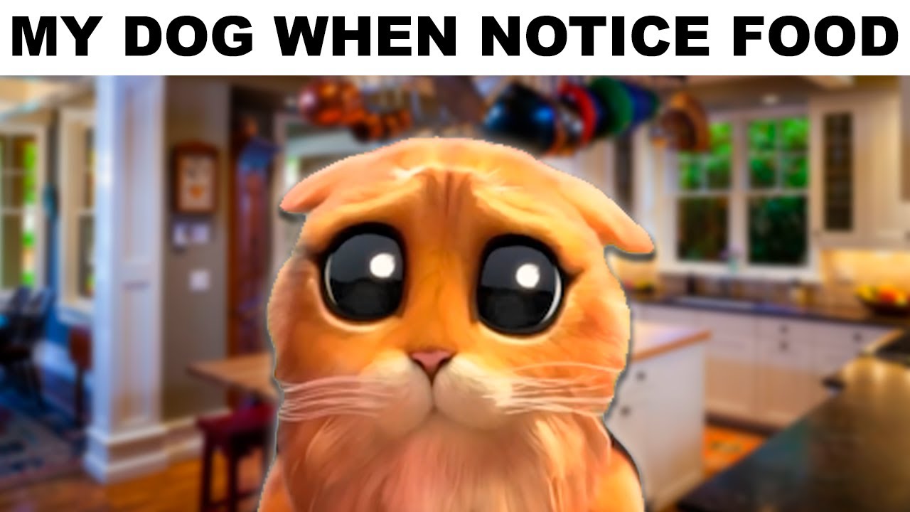 puss-in-boots-memes-when-dog-notice-food-youtube