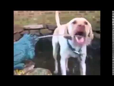 camera iphone 8 plus apk Funny Videos Fail Compilation, Funny Pranks and Funny Dogs Videos New Funny Video