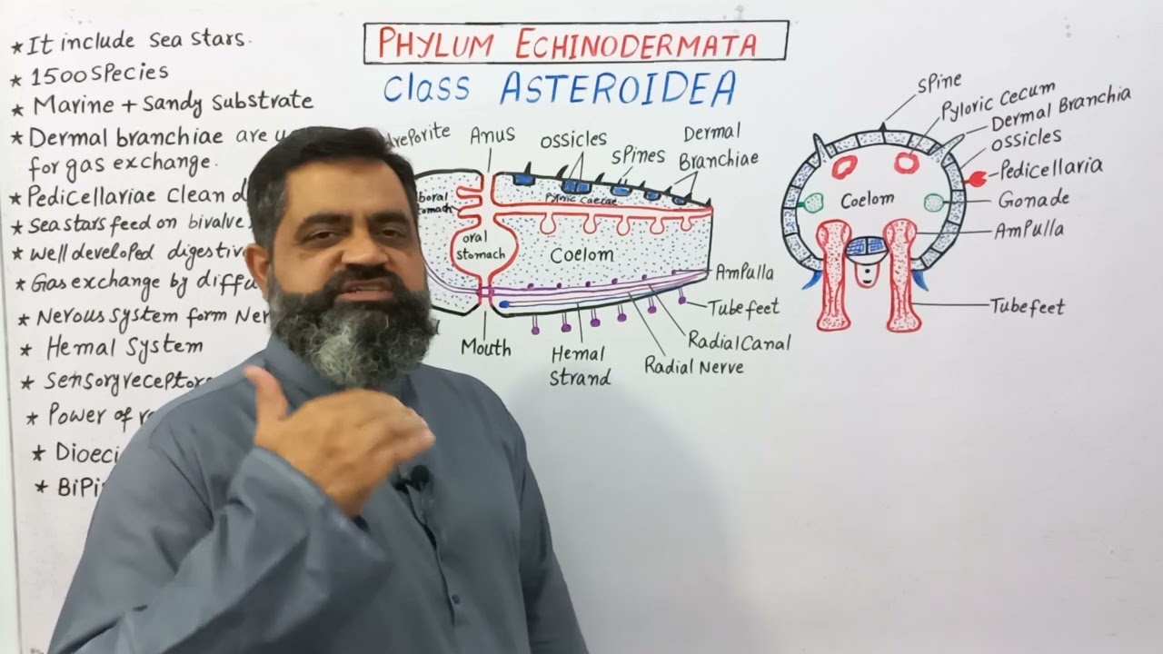 Asteroidea English medium 