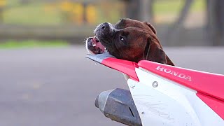 Boxer Dog Discovers The Perfect Chew Toy... My Bike! by Barney, Maggie & Hope the Boxers 7,722 views 1 year ago 1 minute, 39 seconds