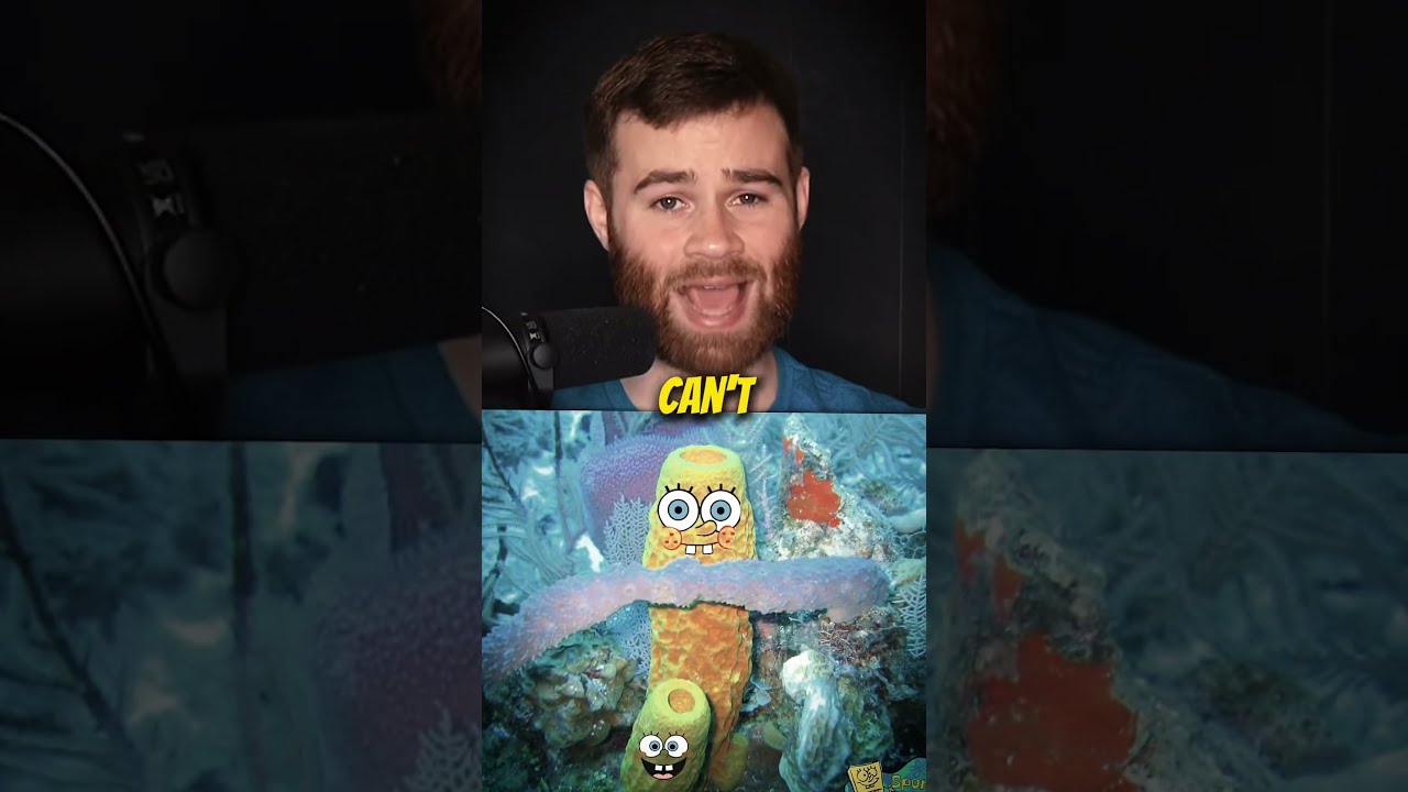 SpongeBob Is NOT A Sponge 