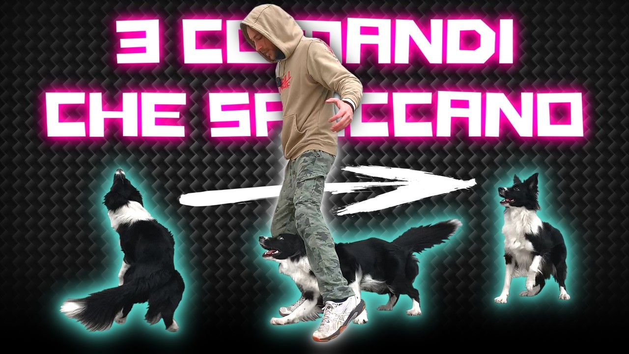 Come insegnare: REWIND - AROUND & SCOOT | Dog Tricks