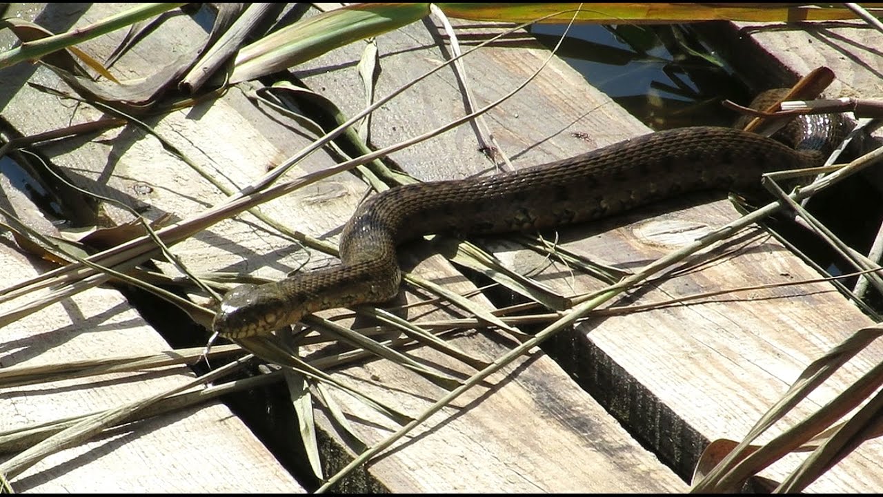 Viperine Snake  - Natrix maura - Adderringslang / Altea - Spain / 18-9-2016