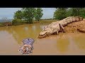 Unbelievable!!! God Forest Fight King Swamp, Tiger Become prey Of Crocodile Underwater