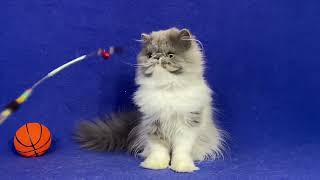 Axel Persian Blue And White Male Kitten Of Majestymeow Cattery
