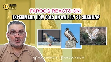 Farooq Reacts | Experiment! How Does An Owl Fly So Silently? | Super Powered Owls | BBC