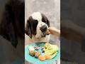 セントバーナード ダリアちゃん ASMR 咀嚼音 超大型犬