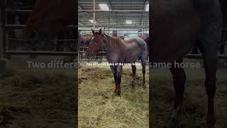 😭💔 She Thought Someone Was Coming Back For Her… Until No One Did 🐴🙏