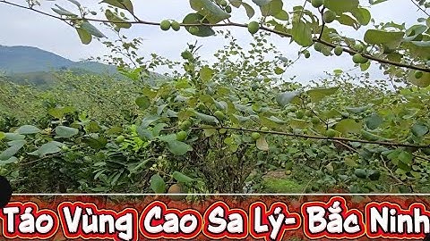 TÁO VÙNG CAO SA LÝ BỎ HOANG SAI TRĨU QUẢ I NÚI ĐỒI LỤC NGẠN